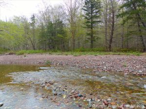 Grande Anse River at Lone Shieling fringed with White Spruce and Sugar Maple