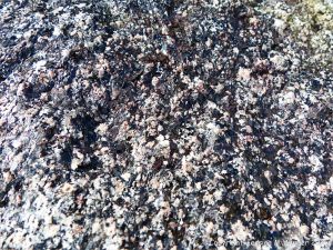 Close-up of texture and pattern in Devonian plutonic rocks used as rip-rap at White Point Harbour in Cape Breton Island, Nova Scotia, Canada.