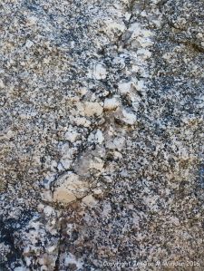 Close-up of texture and pattern in Devonian plutonic rocks used as rip-rap at White Point Harbour in Cape Breton Island, Nova Scotia, Canada.