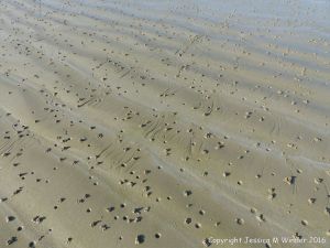 Lug worm casts and blow holes on a sandy beach