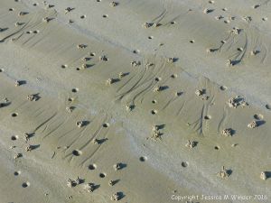 Lug worm casts and blow holes on a sandy beach