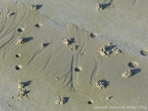 Lug worm casts and blow holes on a sandy beach