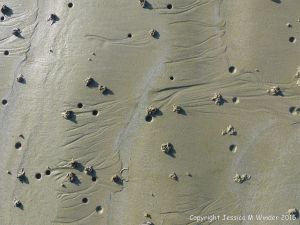 Lug worm casts and blow holes on a sandy beach