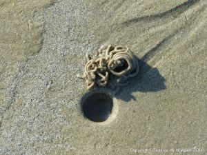 Lug worm casts and blow holes on a sandy beach