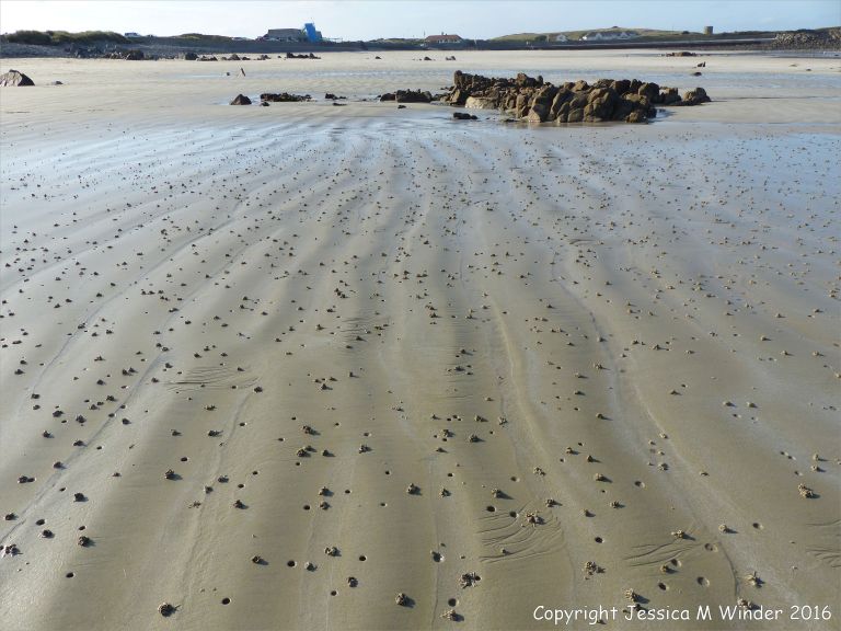 Lug worm casts and blow holes on a sandy beach