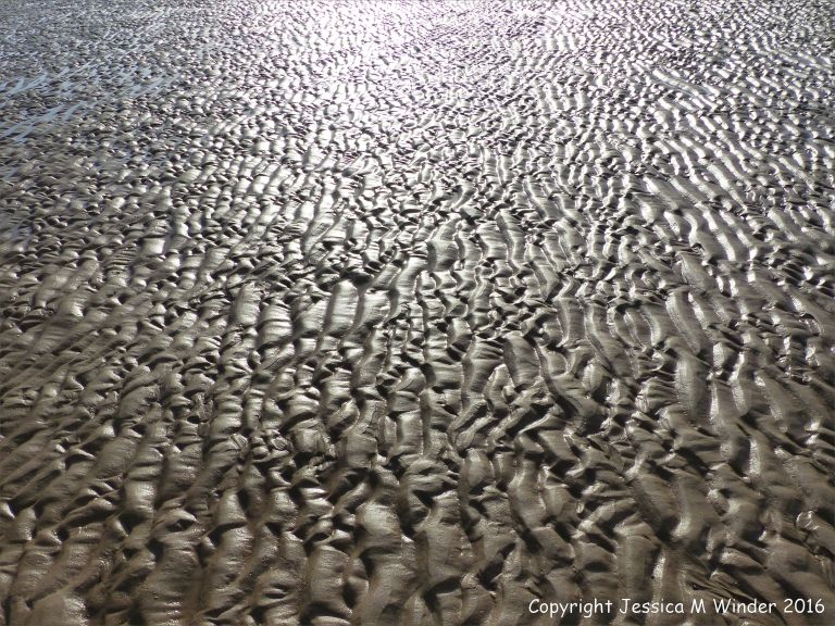 Ripples patterns in wet sand at the beach