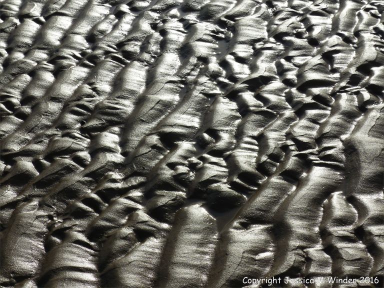 Ripples patterns in wet sand at the beach