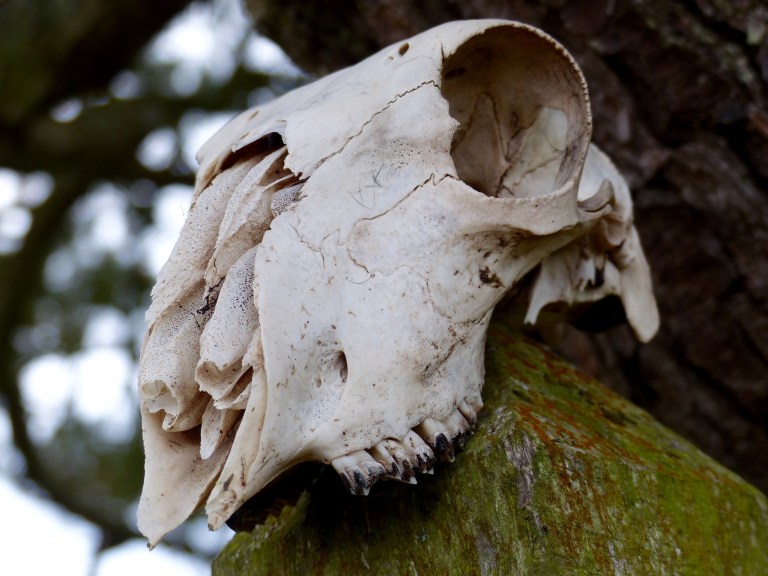 Sheep skull