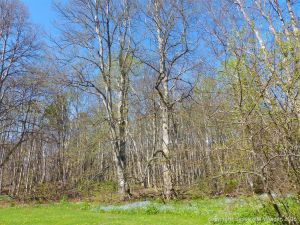 Spring foliage in woodland near Crystal Cliffs Beach