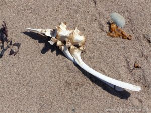 Bleached bones on the sand at Crystal Cliffs Beach