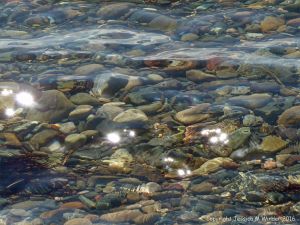Multi-coloured pebbles seen underwater at Crystal Cliffs Beach