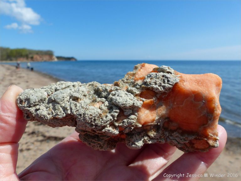 Beach stone with range tinted gypsum crystal in limestone at Crystal Cliffs Beach