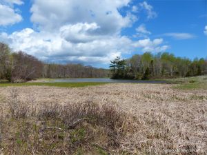 Marshy area on the margins of Ogden's Pond at Crystal Cliffs Beach