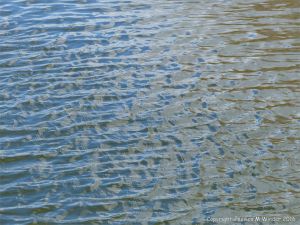 Wind-rippled water at Ogden's Pond with patterns of reflection