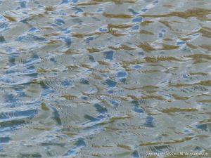 Wind-rippled water at Ogden's Pond with patterns of reflection