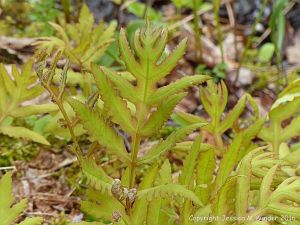 Ferns in St Ann's Provincial Park