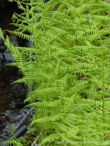 Ferns in St Ann's Provincial Park