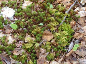 Mosses in St Ann's Provincial Park - Ferns in St Ann's Provincial Park