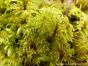 Mosses in St Ann's Provincial Park - Ferns in St Ann's Provincial Park