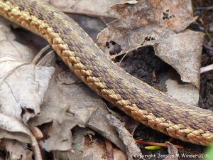 Detail of the scales on a snake in St Ann's Provincial Park