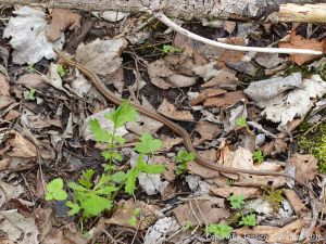 Snake in St Ann's Provincial Park
