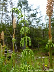 Horsetails in St Ann's Provincial Park