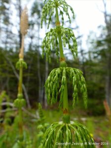 Horsetails in St Ann's Provincial Park