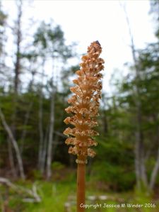 Horsetail flowers in St Ann's Provincial Park