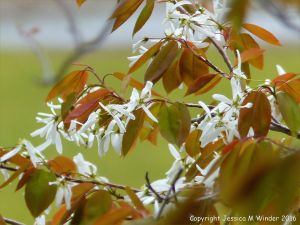 White flowers on a tree at St Ann's Provincial Park