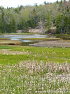 View across North Cut at St Ann's Provincial Park