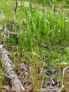 Ferns in St Ann's Provincial Park