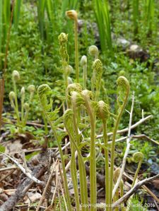Fern fiddleheads in St Ann's Provincial Park