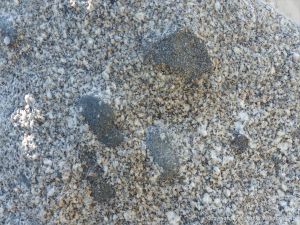 Xenoliths in Herm Granodiorite