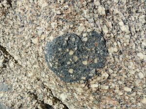 Close-up of xenolith inclusion in Herm Granodiorite
