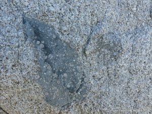 Rock texture and natural pattern in Herm Granodiorite with xenolith