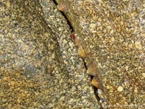 Natural rock pattern and texture in wet Herm Granodiorite with limpets