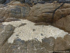 Rocky outcrop with a hollow filled by coarse shell sand on Herm