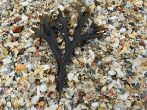 Close-up of coarse shell sand at Belvoir Bay on the Channel Island of Herm