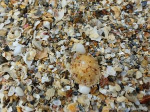 Close-up of coarse shell sand at Belvoir Bay on the Channel Island of Herm