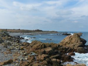 Gulls congregating near a land fill site on the coast