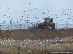 Gulls congregating near a land fill site on the coast