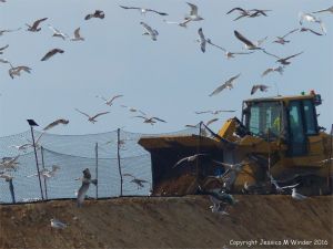 Gulls congregating near a land fill site on the coast
