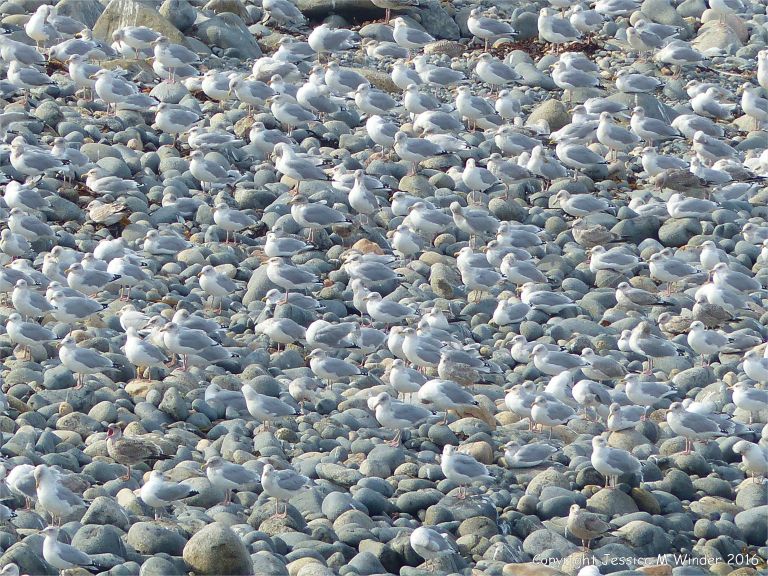 Gulls congregating near a land fill site on the coast
