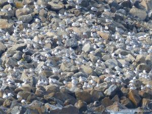 Gulls congregating near a land fill site on the coast