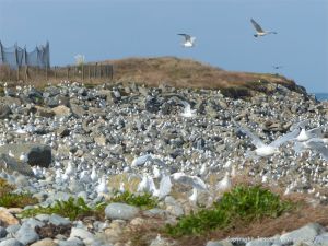 Gulls congregating near a land fill site on the coast