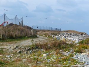 Gulls congregating near a land fill site on the coast