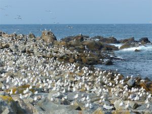 Gulls congregating near a land fill site on the coast