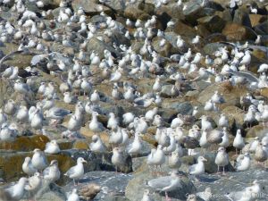 Gulls congregating near a land fill site on the coast