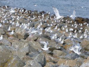 Gulls congregating near a land fill site on the coast
