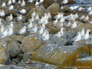 Gulls congregating near a land fill site on the coast